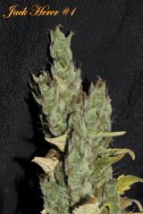 Jack Herer #1