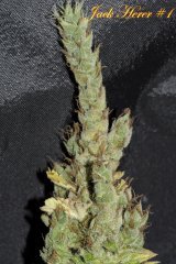 Jack Herer #1