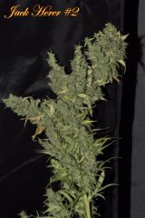 Jack herer #2