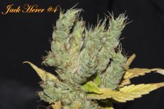 Jack Herer #4