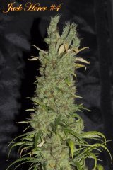 Jack Herer #4