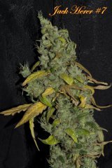 Jack Herer #7