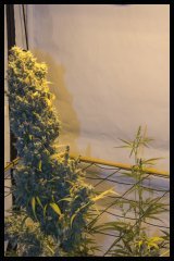 Jack Herer mâle et femelle