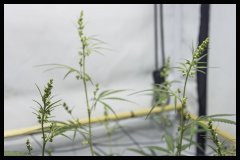 Jack Herer mâle et femelle