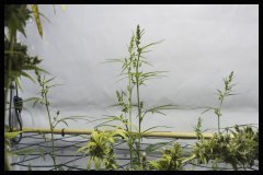 Jack Herer mâle et femelle