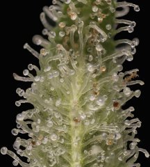 Jack Herer #3