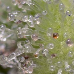 Jack Herer #3