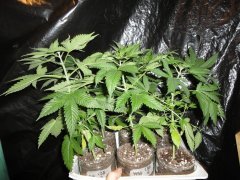 CBD SSWW