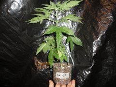 CBD SSWW