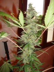 Black bomb