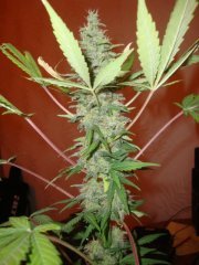 Black bomb