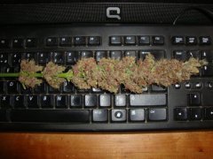 PCK