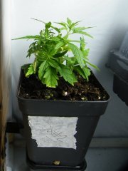 DSCF1169.JPG