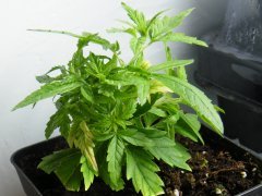 DSCF1171.JPG