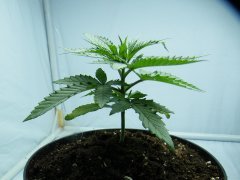 DSCF1178.JPG