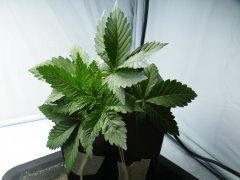 DSCF1191.JPG