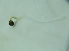 DSCF1415.JPG