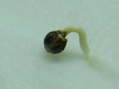 DSCF1416.JPG