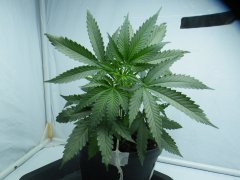DSCF1418.JPG