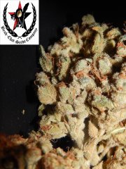 Tangies Cookies #1