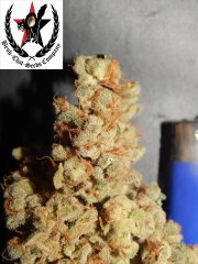 Tangies Cookies #1