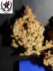 Tangies Cookies #1