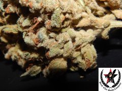 Tangies Cookies #1