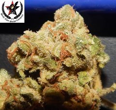 pheno A
