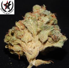 pheno A