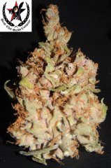 pheno C