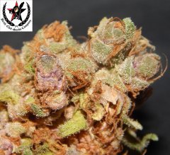 pheno C