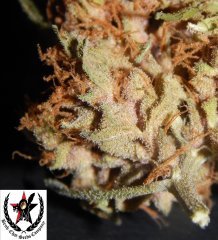 pheno C