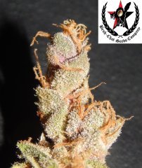pheno C
