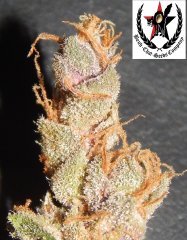 pheno C