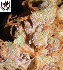 pheno C