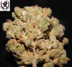 pheno B
