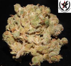 pheno B