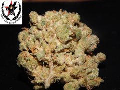 pheno B