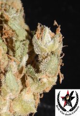 pheno A