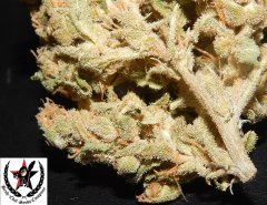 pheno A