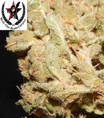 pheno A