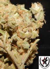 pheno A