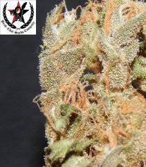 pheno A