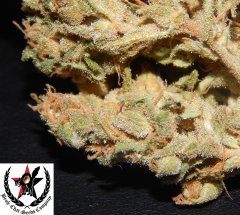 pheno A