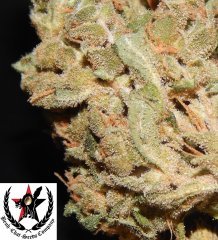 pheno A