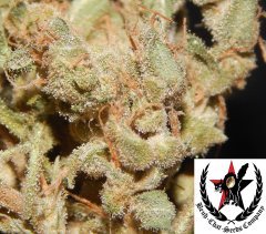 pheno A
