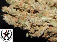 pheno A
