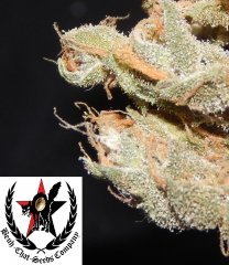 pheno A