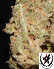 pheno A