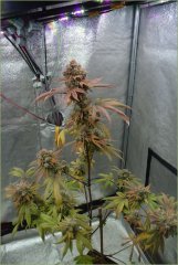 gg4